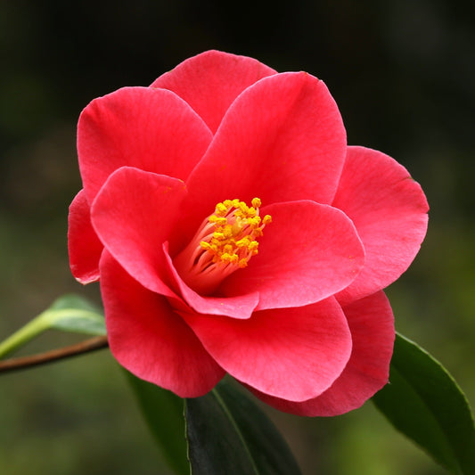 Pink Japanese Camellia | Camellia japonica 'Doctor King' Shrubs