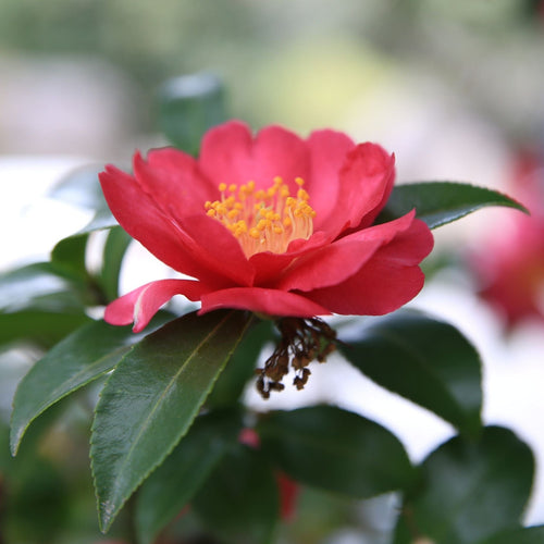 Pink Japanese Camellia | Camellia japonica 'Doctor King' Shrubs
