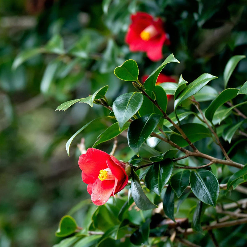 Pink Japanese Camellia | Camellia japonica 'Doctor King' Shrubs