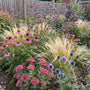 Drought-Tolerant Plants | Low Water, High Impact Perennial Bedding
