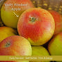 Patio Apple Tree Trained Fruit Trees