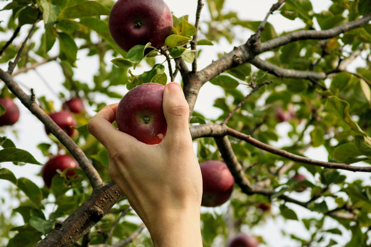 The Easiest Fruit Trees to Grow in the UK Roots Plants