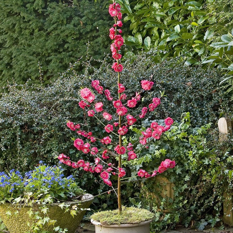 'Melred' Red-Flowered Patio Peach Tree Trained Fruit Trees