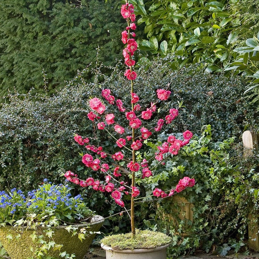 'Melred' Red-Flowered Patio Peach Tree Trained Fruit Trees