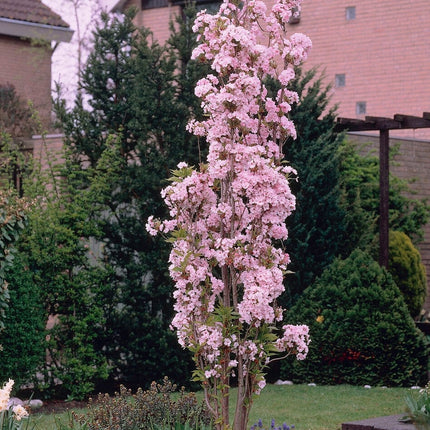 'Flagpole' Cherry Blossom Tree | Prunus Amanogawa Ornamental Trees