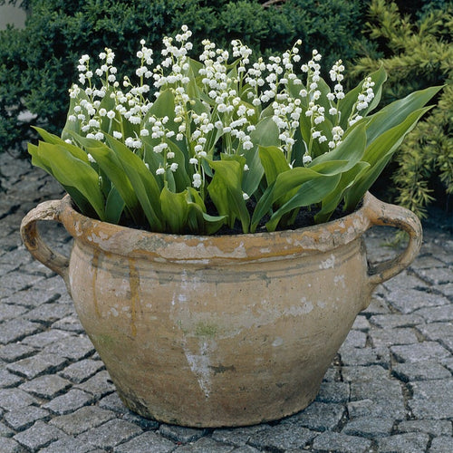 Lily of the Valley | Convallaria majalis Perennial Bedding