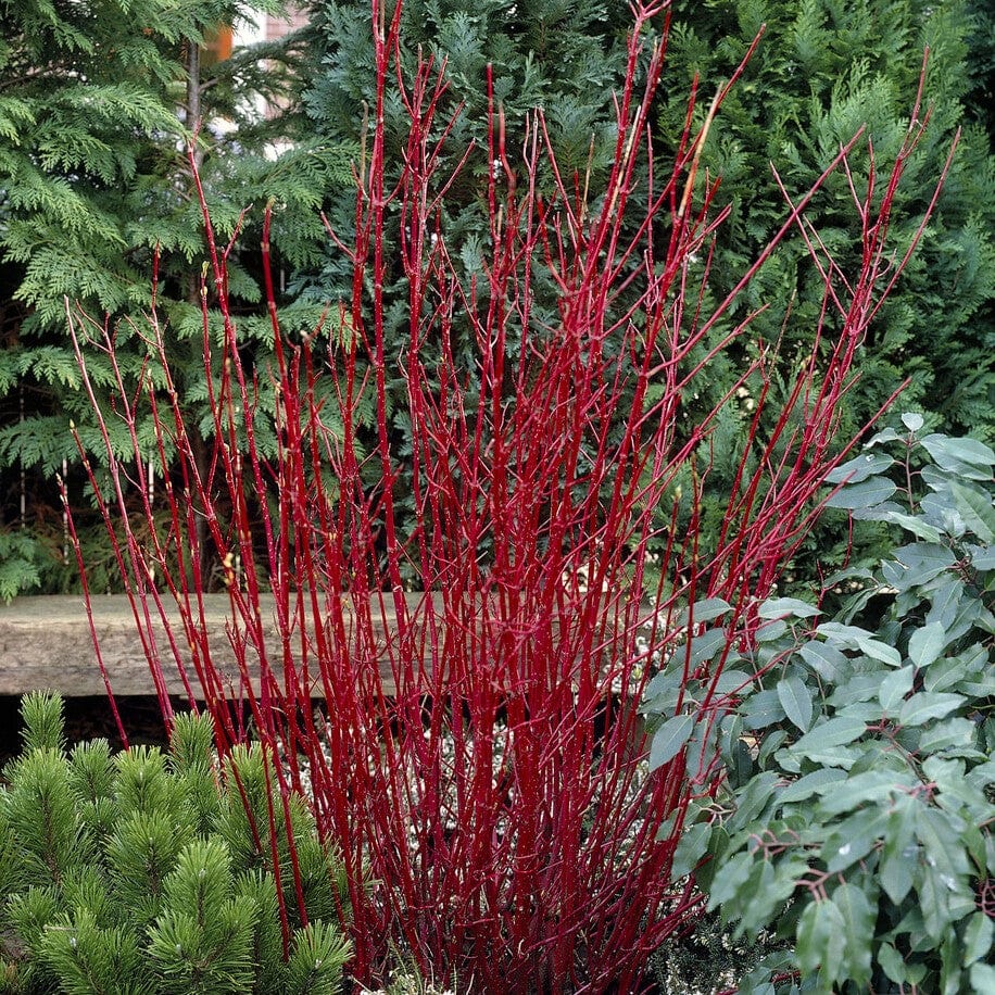 Red-Stemmed Dogwood Hedging | Cornus alba