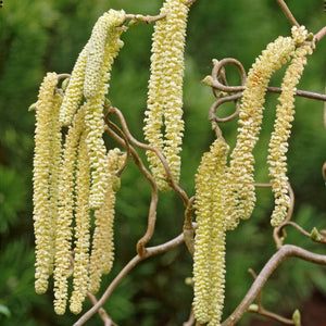 Corkscrew Hazel | Corylus avellana 'Contorta' Ornamental Trees