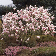 Magnolia 'Soulangeana' Ornamental Trees