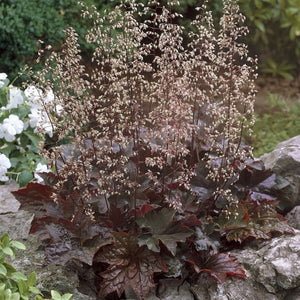 Heuchera 'Palace Purple' Perennial Bedding