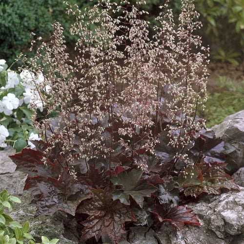 Heuchera 'Palace Purple' Perennial Bedding