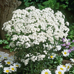 Achillea 'The Pearl' Perennial Bedding