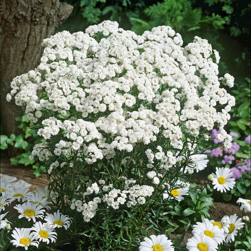 Achillea 'The Pearl' Perennial Bedding