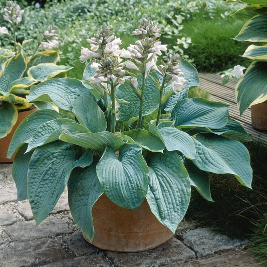 Hosta Elegans Perennial Bedding