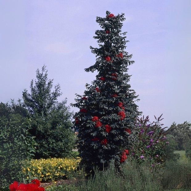 Columnar Rowan Tree | Sorbus x thuringiaca 'Fastigiata' Ornamental Trees