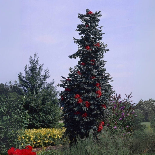 Columnar Rowan Tree | Sorbus x thuringiaca 'Fastigiata' Ornamental Trees