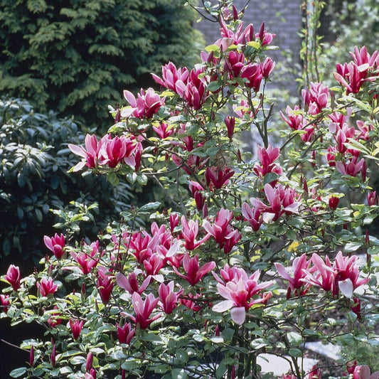 Black Lily Magnolia | Magnolia liliiflora 'Nigra' Ornamental Trees
