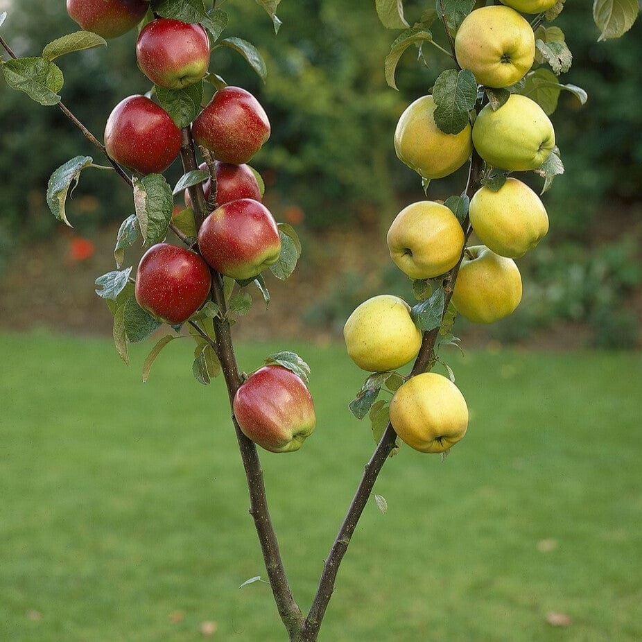 Mastering family and duo training