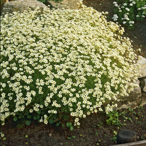 Saxifraga 'White Carpet' Perennial Bedding