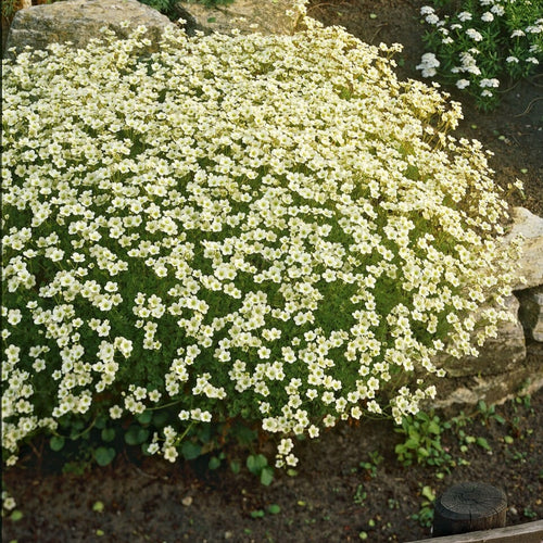Saxifraga 'White Carpet' Perennial Bedding
