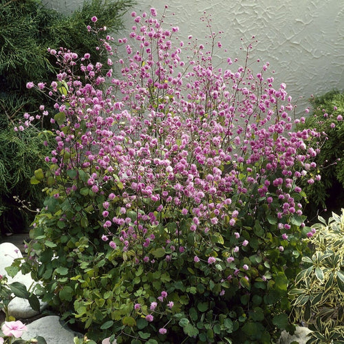 Thalictrum 'Hewitt's Double' Perennial Bedding