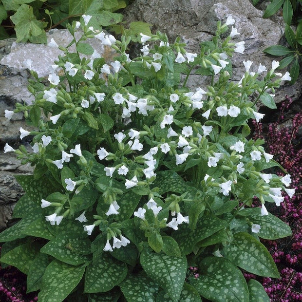 Pulmonaria 'Sissinghurst White' Perennial Bedding