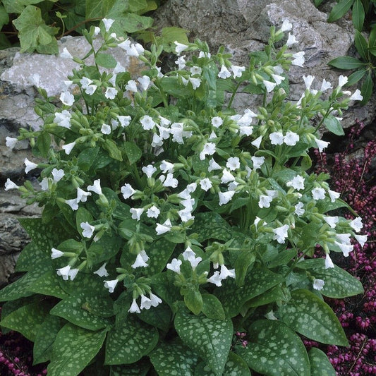 Pulmonaria 'Sissinghurst White' Perennial Bedding