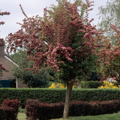 Double Pink Hawthorn Tree | Crataegus laevigata 'Rosea Flore Pleno' Ornamental Trees