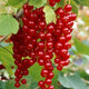 'Rovada' Redcurrant Bush Soft Fruit