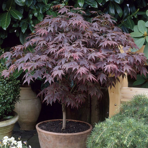 Japanese Maple Tree | Acer palmatum 'Bloodgood' Ornamental Trees