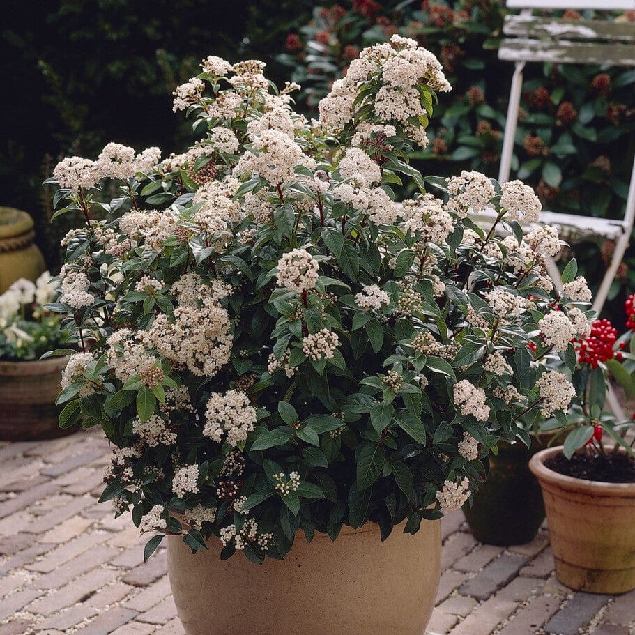 Eve Roots Viburnum tinus 'Eve Price' – Roots Plants