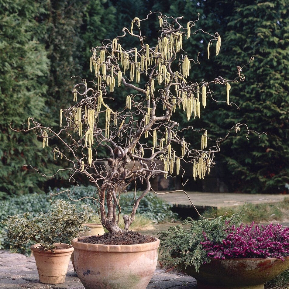 Corkscrew Hazel | Corylus avellana 'Contorta'