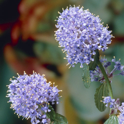 Patio Ceanothus Tree | Ceanothus thrysiflorus 'Repens' Shrubs