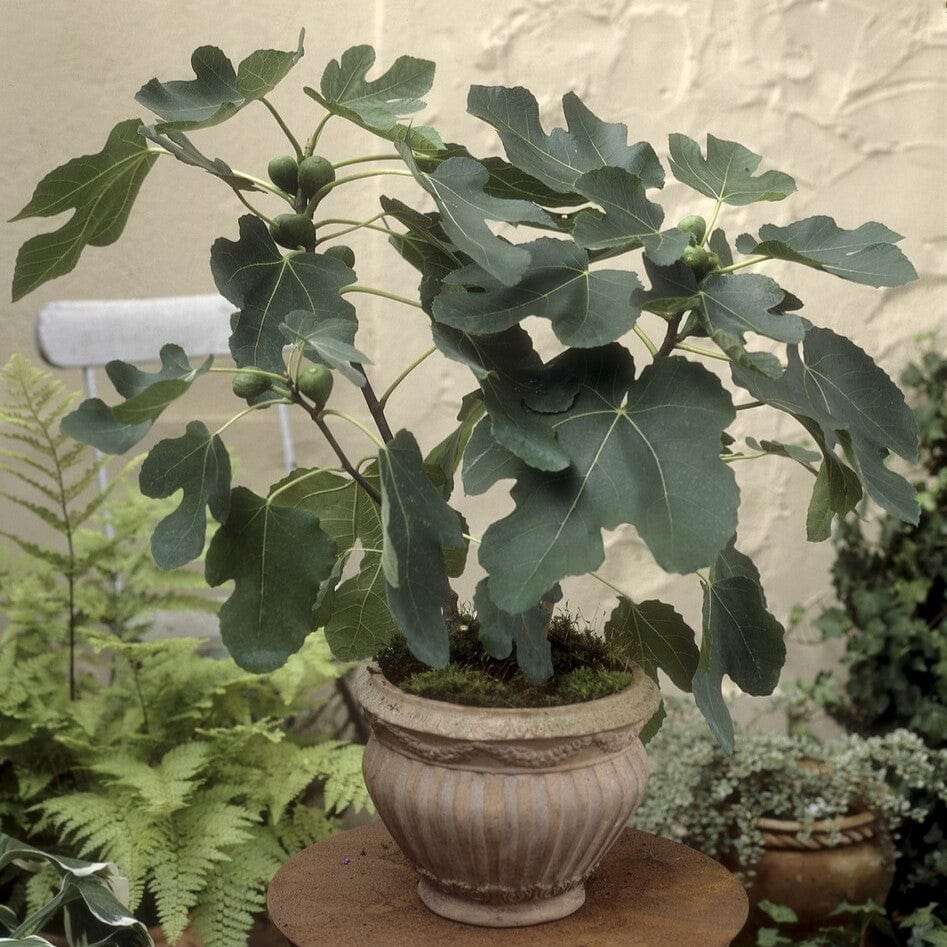 'Goutte d'Or' Fig Tree