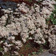 Sedum album 'Coral Carpet' Perennial Bedding