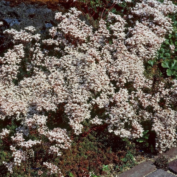 Sedum album 'Coral Carpet' Perennial Bedding