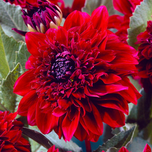 Dahlia Soulman Perennial Bedding
