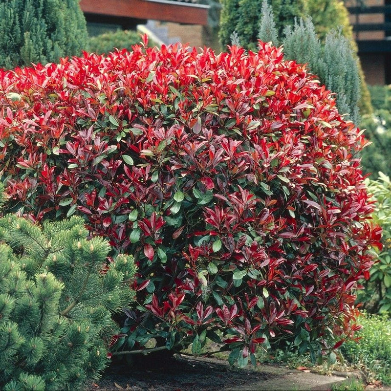 Photinia x fraseri 'Little Red Robin' Shrubs