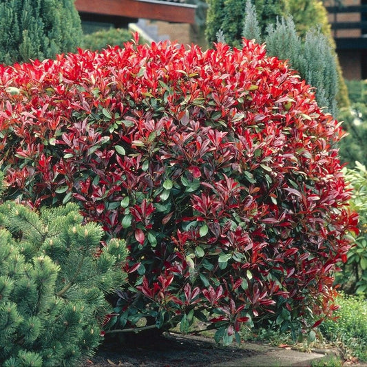 Photinia x fraseri 'Little Red Robin' Shrubs