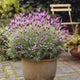 French Lavender 'Papillon' | Lavandula stoechas Perennial Bedding