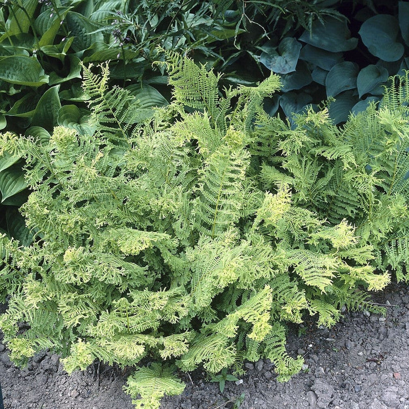 Woodland Fern Collection Perennial Bedding