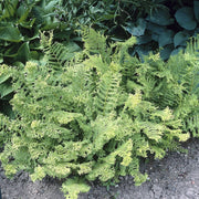 Soft Shield Fern | Polystichum Plumosum Densum Perennial Bedding