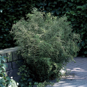 Lace Fern | Dryopteris Linearis Polydactila Perennial Bedding