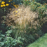 Deschampsia cespitosa 'Goldschleier' Perennial Bedding