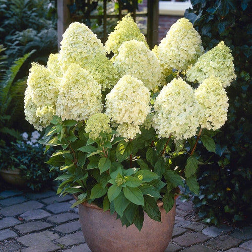 Hydrangea paniculata 'Limelight' Shrubs