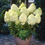 Hydrangea paniculata 'Limelight' Shrubs