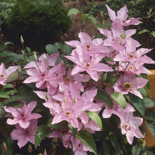 Clematis 'Hagley Hybrid' Climbing Plants