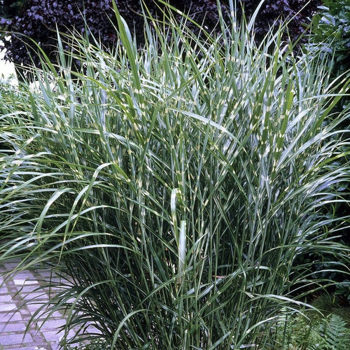 Miscanthus sinensis 'Zebrinus' Perennial Bedding