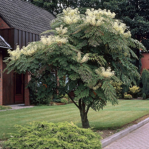 Japanese Angelica Tree | Aralia elata Ornamental Trees
