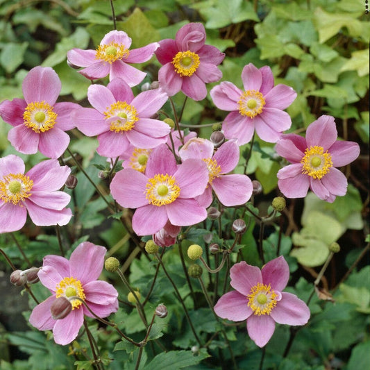 Japanese Anemone 'September Charm' | Anemone hybrida Perennial Bedding